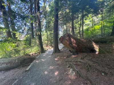 A gravel path winds through a sun-dappled forest in Port Moody, Canada. Tall evergreen trees with mossy bark line the path, their branches forming a dense canopy overhead, allowing streaks of sunlight to illuminate the forest floor. To the right, a massive, fallen log lies partially across the path, its rough bark and exposed roots testament to its age and size. The ground is covered in a mixture of soil, fallen leaves, and pine needles. The path curves away into the distance, disappearing among the trees. No people are visible in the scene.