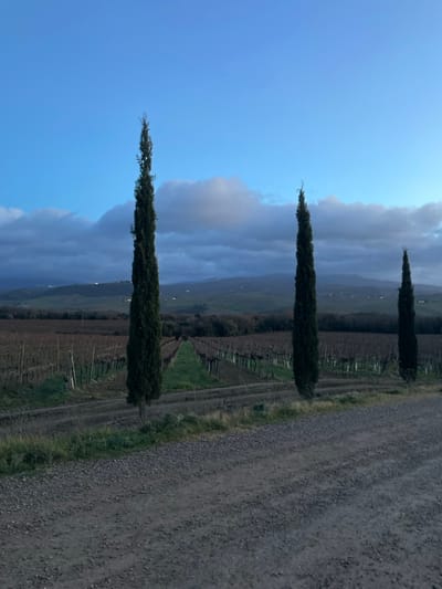 The image presents a serene, rural landscape, characteristic of the Montalcino region in Italy. The scene, originally captured in landscape orientation but displayed rotated, features a gravel road, vineyards, and iconic cypress trees under a dynamic sky.
In the foreground and mid-ground, a textured gravel road extends from the lower right corner into the distance, guiding the viewer's eye through the composition. To the left of this road are expansive vineyards, showcasing rows of dormant grapevines, indicating a colder season, interspersed with patches of green grass. Three tall, slender cypress trees stand prominently in the mid-ground, spaced horizontally across the scene, their dark green foliage contrasting with the lighter background.
The background consists of gently rolling hills and distant mountains, receding into a soft, atmospheric haze. The sky dominates the upper portion of the frame, displaying a blend of clear blue and soft, layered grey clouds, some subtly illuminated. The lighting is diffused and soft, suggesting either early morning or late afternoon, contributing to a tranquil and picturesque atmosphere.
The image is devoid of any human activity or visible text, emphasizing the natural beauty and solitude of the Tuscan countryside.
