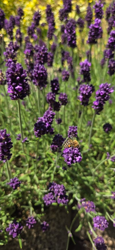 A close-up, vertical, eye-level shot captures a bee actively pollinating a cluster of lavender flowers. The bee is positioned in the center right of the frame, showcasing its striped body and translucent wings. The lavender flowers are a vibrant purple, with numerous small florets making up each bloom. Green stems and foliage form the background, with some areas blurred to highlight the subject. The lighting suggests a sunny day. The image was taken in Manderbach, Germany.