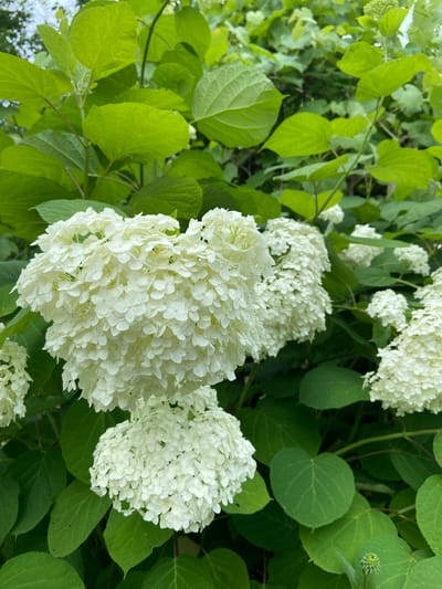 The image displays a close-up of a hydrangea bush with large, white, pom-pom-like flower clusters and vibrant green leaves. The flowers are in full bloom and appear to be a variety with many small florets. The leaves are broad and ovate with serrated edges, characteristic of hydrangea foliage. The scene is set outdoors, with dappled sunlight suggesting a natural setting. It is not possible to determine the specific location within Ратайчыцкі сельскі Савет, Belarus from the image alone.