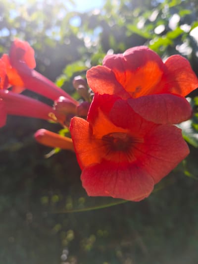 A close-up, low-angle shot captures a cluster of vibrant orange-red trumpet-shaped flowers in bloom. The foreground is dominated by two prominent blossoms, their petals softly illuminated by sunlight filtering through the leaves and sky in the background. The bokeh effect of the out-of-focus greenery and bright sky creates a dreamy, almost ethereal atmosphere. The image conveys a sense of natural beauty and the warmth of a sunny day. There is no information within the image that indicates a specific location in Nevinnomyssk, Russia.