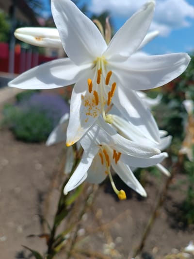 This close-up, vertical, outdoor, daytime photograph captures a cluster of white lilies in bloom against a blurred background. The flowers are the primary subjects, with their delicate white petals and vibrant orange stamens taking center stage. The shallow depth of field renders the background out of focus, but hints of greenery, brown soil, and a blue sky with white clouds are discernible. A red fence or structure is visible in the upper left corner. The lighting suggests it is a sunny day, illuminating the flowers and casting soft shadows. The setting appears to be a garden or outdoor space, possibly in Elizaveta, Moldova, given the context. There is no text visible in the image.
