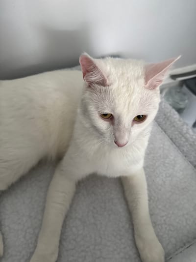 A white cat with yellow eyes is lying on a gray, fuzzy blanket. The cat is facing to the right of the frame, with its head tilted down. The background is a white wall with a shadow on it. The image was taken in the city of Girard, United States of America.