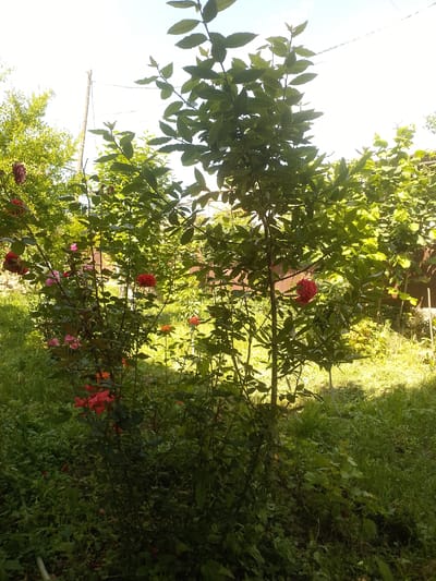 In the city of Ijevan, Armenia, a close-up, eye-level outdoor shot captures a lush green garden bathed in sunlight. In the foreground, a rose bush with vibrant red and pink blooms stands tall amidst other green foliage and grass. The leaves of the rose bush are a deep green, and the petals of the flowers are velvety and full. Behind the rose bush, a larger tree with dark green leaves stretches upwards, its branches reaching towards the bright, cloudless sky. The sunlight filters through the leaves, casting a warm glow on the garden and creating dappled shadows on the ground. The scene is serene and picturesque, evoking a sense of natural beauty and tranquility. The background shows hints of a fence and possibly a building, suggesting a residential area within the city. The overall impression is one of a well-tended garden on a sunny day.
