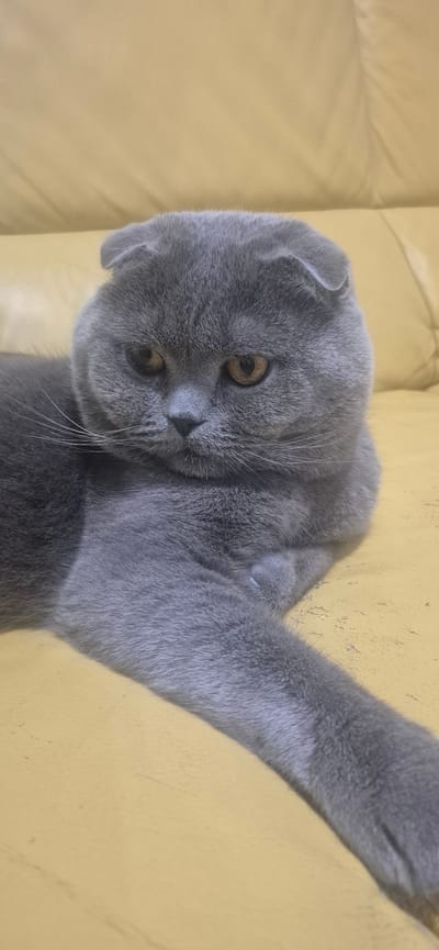 A grey Scottish Fold cat with yellow eyes is lying on a yellow sofa. The cat is facing the viewer and its head is slightly tilted to the left. Its ears are folded down, and its paws are tucked in. The background is a blurred yellow sofa. The image appears to have been taken indoors. There is no discernible location in Póvoa de Varzim, Portugal.