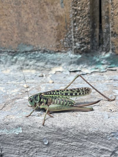 A close-up, eye-level shot captures a green katydid with a dark, patterned back and prominent hind legs resting on a weathered, gray surface with peeling teal paint. The katydid is positioned facing left, with its antennae extending upwards and forwards. In the background, a rough, textured wall with areas of brown and gray suggests an urban environment. This scene could be found on a ledge or a wall in the city of Temirtau, Kazakhstan, likely in an outdoor setting where such insects are common.