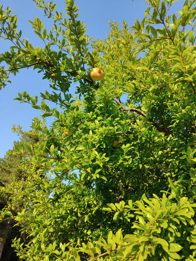 An image taken from a low angle shows a pomegranate tree against a clear blue sky. The tree is dense with bright green leaves, and several young pomegranates are visible, appearing light yellow or green. One larger pomegranate hangs prominently near the top center of the frame, while others are scattered throughout the foliage. The sunlight casts shadows on the leaves, highlighting the texture and depth of the tree. In the background, a portion of a darker evergreen tree is visible on the left side of the frame. The scene appears to be outdoors, in a natural setting, possibly a garden or park in Litochoro, Greece, given the bright sunlight and the presence of lush vegetation. No people are present in the image.