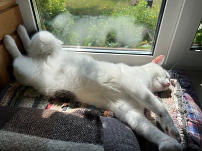 A white cat is sleeping on a rug in front of a window. The cat is lying on its back with its legs in the air. The window looks out onto a garden with green plants and some yellow flowers. The scene appears to be in a residential area, possibly a home.