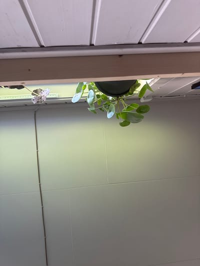 A potted plant hangs from a wooden beam. The plant has round, green leaves. A white ceiling with wooden planks is visible above the beam. A strip of LED lights is mounted below the beam. A brown wire runs vertically down a white tiled wall in the background. The scene appears to be indoors. The city of Moelv, Norway is not depicted in the image.