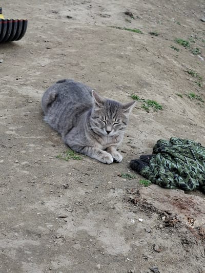 A gray tabby cat is lying on a dirt surface, near a pile of green and black camouflage fabric and a black corrugated hose. Sparse vegetation is visible in the background. The location is presumed to be Moshtanets, Bulgaria.