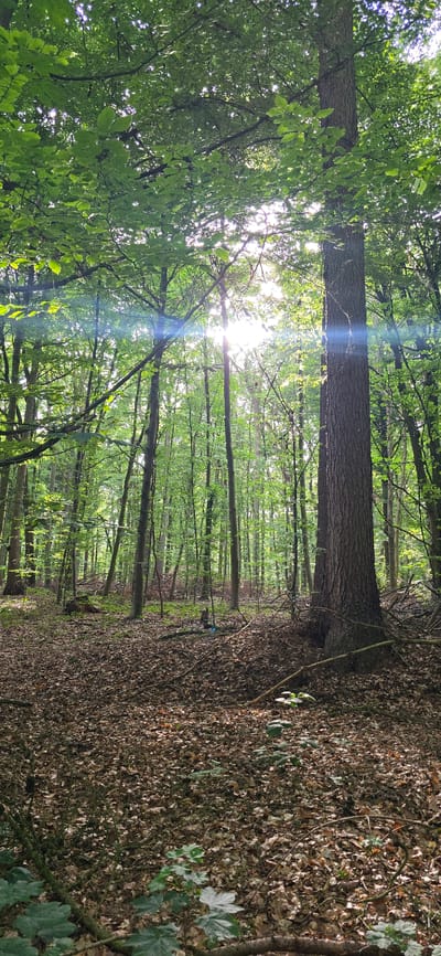 The image depicts a sun-dappled forest floor covered in fallen leaves. Tall trees with lush green canopies dominate the scene, with sunlight filtering through the branches, creating a bright and airy atmosphere. A large tree trunk is prominent in the foreground to the right. In the middle ground, a small, blue object rests on the leaf-covered ground. The overall environment is that of a natural wooded area, characteristic of a forest in Seevetal, Germany. There are no visible people in the image.