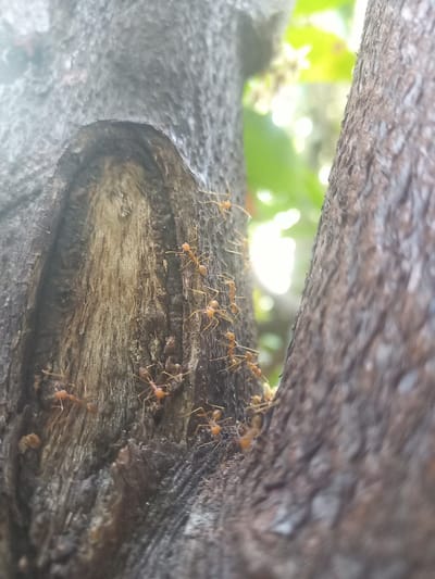 A close-up image of a colony of orange ants on a rough-textured tree branch in Blangcot Tunong, Indonesia. The ants are moving along the branch's surface, and the background features blurred greenery and bright sunlight. The focus is sharp on the ants and the branch immediately beneath them, while the surrounding elements are out of focus.