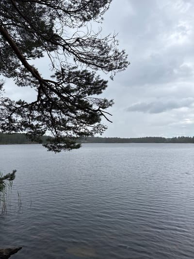 The image depicts a serene natural scene of a lake on an overcast day. In the foreground, a branch of a dark pine tree extends from the upper left corner, its needles and intricate branches silhouetted against the pale sky. The lake's surface is calm, with subtle ripples disturbing its dark, reflective water. Along the left edge of the lake, tall reeds or grasses emerge from the shallow water, adding a touch of green to the otherwise muted color palette. In the distance, a dense forest lines the far shore, its trees a dark green against the grey horizon. The sky is filled with a layer of soft, diffuse clouds, suggesting a cool, possibly damp, atmosphere. There are no people or man-made structures visible in the image. The overall impression is one of tranquility and natural beauty. The location is identified as Solberga, Sweden, a place known for its natural landscapes.