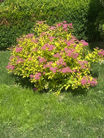 A flowering shrub with bright yellow-green leaves and clusters of small pink flowers is situated in a grassy area. Behind the shrub, a dense, dark green hedge forms a backdrop. The grass in front of the shrub is a vibrant green and appears to be recently mowed. The image was captured on a sunny day, casting shadows on the grass. The scene is outdoors and appears to be in a residential garden or park. The location is Hraniv, Ukraine.