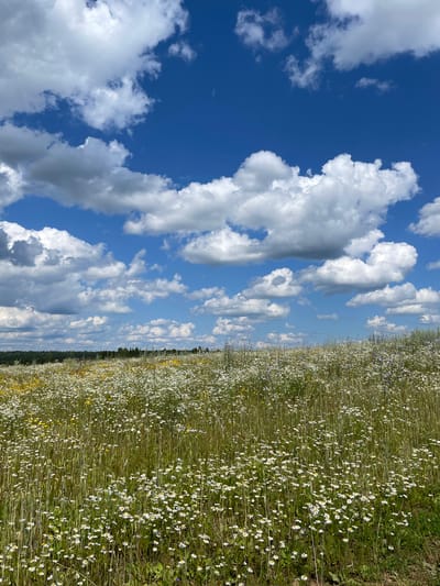 The image depicts a vast field of wild daisies and other wildflowers under a bright blue sky dotted with fluffy white clouds. The field stretches towards a distant treeline, and the overall scene evokes a sense of natural beauty and tranquility. There are no people or man-made structures visible in the image. The photograph appears to have been taken in a rural or natural setting, possibly a meadow or a countryside area. The location is identified as Сям-Можга, Russia.