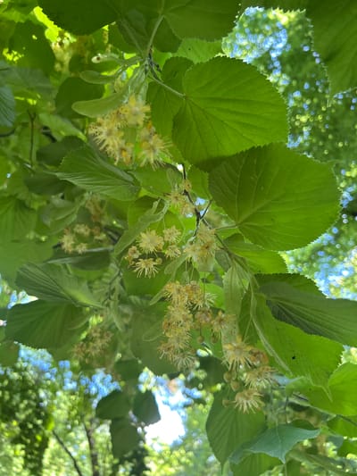 This is a close-up, upward-angled shot of a linden tree in bloom, likely taken in Tczew, Poland. The image is dominated by vibrant green linden leaves and clusters of small, pale yellow flowers with delicate, wispy petals. The flowers are attached to stems that hang from the branches. Some of the linden flowers have fallen, creating a scattered effect. In the background, the sky is visible through the leaves, appearing as a dappled pattern of bright blue and green, with out-of-focus highlights suggesting sunlight filtering through the foliage. The overall impression is one of lush, natural growth on a sunny day.