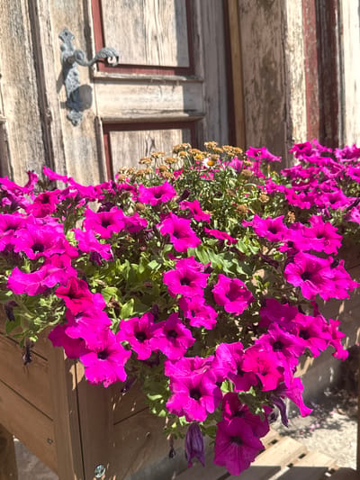 A close-up shot captures a wooden planter filled with vibrant magenta petunias and smaller, dried-looking flowers in the background. The planter is positioned in front of an weathered wooden door with a vintage metal door handle on the left side. The scene is illuminated by bright sunlight, casting shadows on the door and the planter. The image is undated and location is unknown.