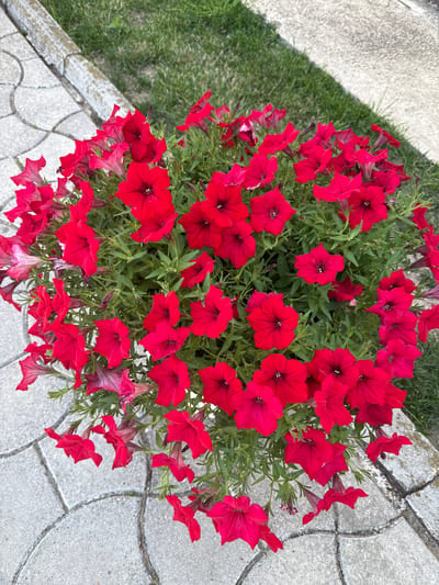 A close-up, overhead view captures a lush cluster of bright red petunias in a planter. The flowers, with their trumpet-shaped blooms and deep throats, are densely packed, creating a vibrant mound of color. Delicate green leaves and thin stems weave through the blossoms. The planter sits on a paved walkway composed of light gray interlocking concrete pavers, arranged in a circular pattern. To the upper right of the planter, a patch of green grass is visible. A stone border separates the walkway from the grass. The lighting suggests it is daytime, with soft shadows cast across the scene. The image was taken in Ciuciuleni, Moldova.