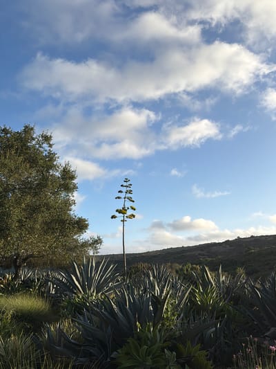This image depicts a natural landscape with a prominent agave plant in bloom, its tall stalk reaching towards a sky filled with scattered white clouds against a bright blue backdrop. To the left, a large, mature tree with dense foliage adds depth to the scene. The foreground is dominated by a dense planting of agave plants, their spiky leaves creating a textured carpet. A grassy mound is visible to the left of the agaves, and further in the background, a rolling, tree-covered hillside forms the horizon. The lighting suggests it is either early morning or late afternoon, with sunlight casting shadows and highlighting the plants. The location is Aliso Viejo, United States of America.