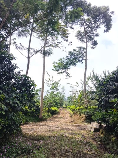 The image depicts an unpaved, winding dirt path through a verdant, overgrown area in what is identified as the city of Nanlao, China. The path, illuminated by bright daylight, recedes into the distance, bordered on both sides by dense, dark green foliage and various shrubs. On the immediate left foreground, thick, broad-leafed plants, possibly coffee, are prominent, with small patches of pinkish-purple flowers near the ground. Several tall, slender trees with light-colored trunks and green canopies dominate the upper portion of the frame, framing the path and extending towards a bright, partially cloudy sky. In the middle ground on the right side of the path, a small, multi-tiered concrete structure, possibly steps or a low platform, is visible embedded in the embankment. No individuals or animals are present. The background shows hazy green hills or distant tree lines beneath the sky.