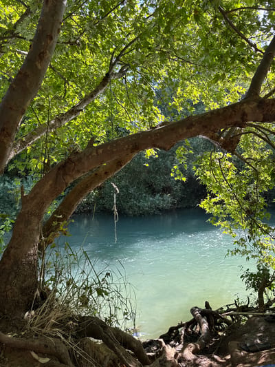 The image depicts a serene natural scene by a body of water, likely a river or lake. The foreground is dominated by the thick, gnarled branches of a large tree, its textured bark and intricate root system visible on the right side. Lush green leaves, illuminated by sunlight, fill the upper left portion of the frame, creating a dappled effect.
A calm, turquoise body of water stretches across the middle and right of the image, reflecting the sunlight with a shimmering quality. On the far bank, a dense thicket of dark green foliage creates a contrast with the lighter hues of the tree and water. A thin rope with a knot, possibly part of a swing or a makeshift anchor, is suspended horizontally across the water in the middle ground.
The lighting suggests it is daytime, likely morning or afternoon, with the sun filtering through the leaves. The overall mood is peaceful and tranquil, evoking a sense of nature's beauty and stillness. The location cues, particularly the vegetation and the clear water, align with the context of Mevoot HaHermon Regional Council, Israel, known for its natural landscapes. No people or text are visible in the image.