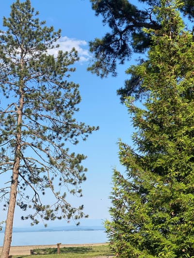 This is a landscape photograph taken from a low angle, looking up at trees against a bright blue sky. The tops of two different types of trees are visible. In the upper part of the image, the dense, feathery foliage of a cedar or cypress tree dominates, with its branches reaching across the frame. In the lower part, the branches of a pine tree, with its characteristic needle-like leaves and cones, extend upwards. The pine tree is more prominently featured, with its rough bark and numerous branches creating a complex silhouette against the sky.
Between the trees, the sky is clear and a vibrant blue, with a single wispy white cloud visible in the upper left quadrant. In the distance, beyond the trees, a large body of water, likely a lake or ocean, stretches to the horizon. The water appears calm and hazy, suggesting a clear day. To the right of the water, a strip of green grass and a light-colored sandy area are visible, possibly a shoreline or park. A small wooden sign or marker is also present in this area. The overall impression is one of a serene outdoor setting, likely a park or natural area near water, on a clear day. The lighting suggests it is daytime, likely late morning or early afternoon due to the bright sunlight illuminating the foliage. No people or animals are visible in the image, and no discernible text is present.