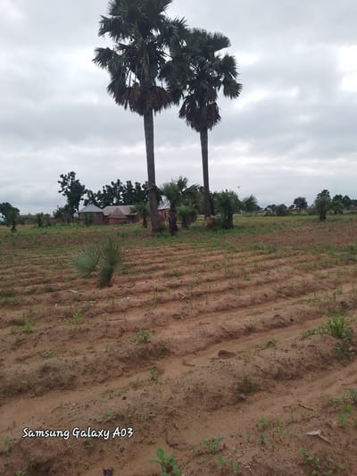 In the foreground, a field of tilled earth is visible, with rows of young plants just beginning to sprout. Scattered green vegetation dots the soil. To the left of the field, a small, spiky palm plant stands out. In the mid-ground, several palm trees are prominently featured. Two tall palm trees stand side-by-side, their fronds reaching towards the overcast sky. Behind them, a cluster of traditional mud-brick houses with thatched roofs are nestled amongst other trees. A few smaller palm trees are scattered around the settlement. The background consists of a dense line of trees and vegetation, with more houses peeking through. The sky is heavily clouded, suggesting an overcast day. The lower left corner of the image displays the text "Samsung Galaxy A03" in white, stylized font. The scene appears to be in Angwan Hausawa, Nigeria.