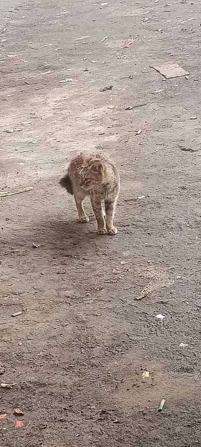 A lean, medium-sized domestic cat, exhibiting mottled brownish-grey and tan tabby-like fur, stands on an uneven, dirty ground surface in Sulaeman, Indonesia. The cat faces slightly towards the right side of the frame but has its head sharply turned to its left, looking away from the camera. Its ears are erect, and a dark, somewhat bushy tail is visible behind its hind legs. The ground is composed of compacted dirt or gravel, littered with various fragments of debris, including small white and red pieces of what appear to be paper or plastic, small sticks, and other unidentifiable refuse. A larger flat, light-colored object is present in the upper right background, and a green cylindrical item is in the lower right. Natural daylight illuminates the scene, casting subtle shadows. No other individuals or active interactions are visible.
