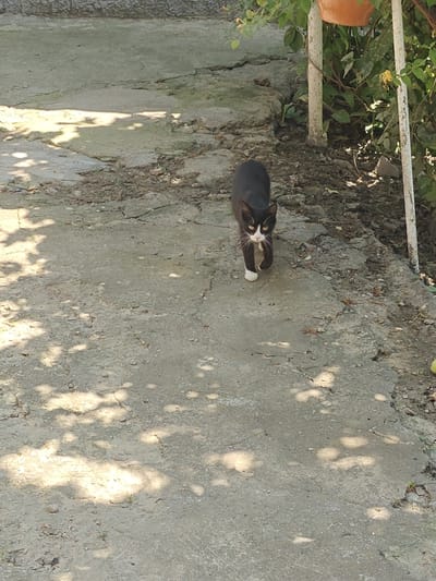 A black and white cat walks on a cracked concrete path in Pănășești, Moldova. The cat is predominantly black with white paws, chest, and muzzle. It is facing the camera and appears to be in motion. The environment is outdoors, with dirt and foliage visible to the right of the path. Sunlight filters through trees, casting dappled shadows on the concrete.