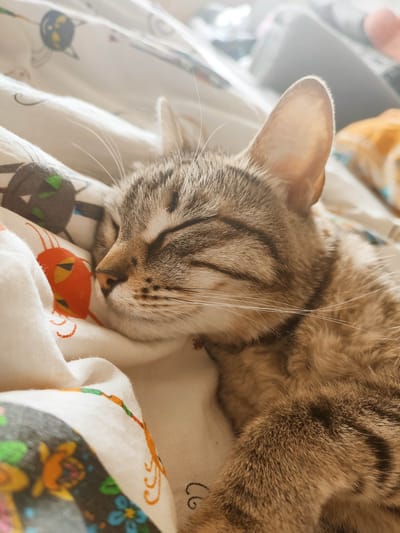 A tabby cat is sleeping on a bed with patterned sheets. The cat is lying on its side with its eyes closed and ears perked up. The fur is a mix of brown and gray, with darker stripes. The background is blurred, but it appears to be a bedroom. There is no information about the city of Gremyachinsk, Russia.