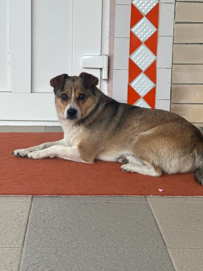 A medium-sized dog with tan and brown fur lies on a rust-colored rug in front of a white door. The rug is positioned on a tiled floor, with one section of light grey tiles and another of darker, speckled grey tiles. To the right of the door, there is a decorative pillar with a pattern of orange and white diamond-shaped tiles. The dog is looking directly at the camera with its head slightly tilted. Its front paws are extended forward, and its hind legs are tucked underneath its body. The scene appears to be an outdoor entrance to a building.