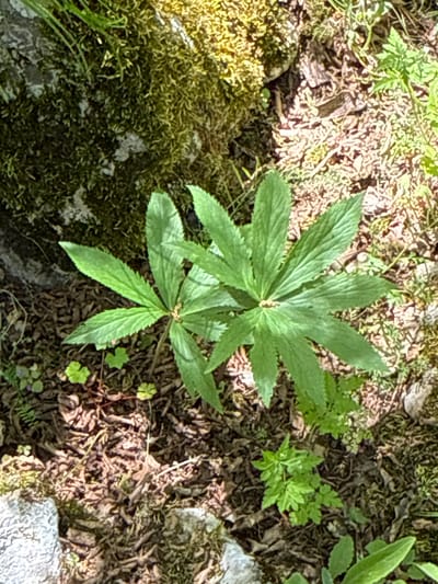 The image shows a patch of forest floor in Lipnitsa, Bulgaria. In the center of the frame is a plant with two tiers of palmate leaves, each divided into approximately 7-9 lobes. The forest floor is covered in a mix of leaf litter, small rocks, and moss. Other smaller green plants are scattered around the central plant. Sunlight filters through the canopy, creating areas of light and shadow. No people or animals are visible.