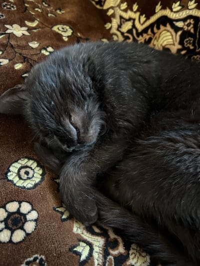 A black cat is depicted sleeping, curled into a tight ball, on a brown patterned textile surface within the city of Pyriatyn, Ukraine. The feline subject is positioned on its right side, with its head tucked against its front paws. Its eyes are closed. The cat exhibits uniform black fur. The textile beneath the cat features an ornate, repeating motif of stylized floral and foliage elements in shades of light brown, beige, gold, and pale green. The lighting suggests an indoor setting with diffused illumination. No other subjects or objects are visible within the frame.