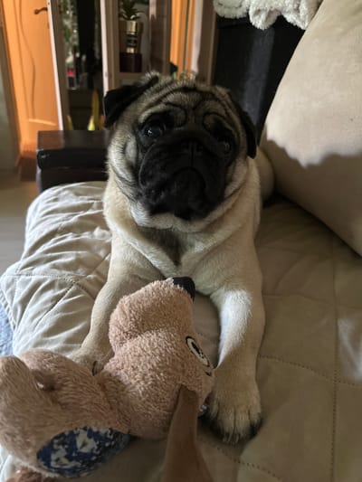 A pug puppy is lying on a beige quilted surface, facing forward. Its head is slightly tilted, and its eyes are looking directly at the viewer. In front of the puppy, a plush toy, appearing to be a brown teddy bear, is positioned with its face close to the puppy's nose. The background is blurred, showing interior elements such as what appears to be a doorway with a light orange frame and a dark brown piece of furniture, as well as a large beige cushion. The lighting suggests an indoor setting, possibly a living room, with soft illumination. This image does not contain any information that would allow it to be placed in the city of Kildinstroy, Russia.