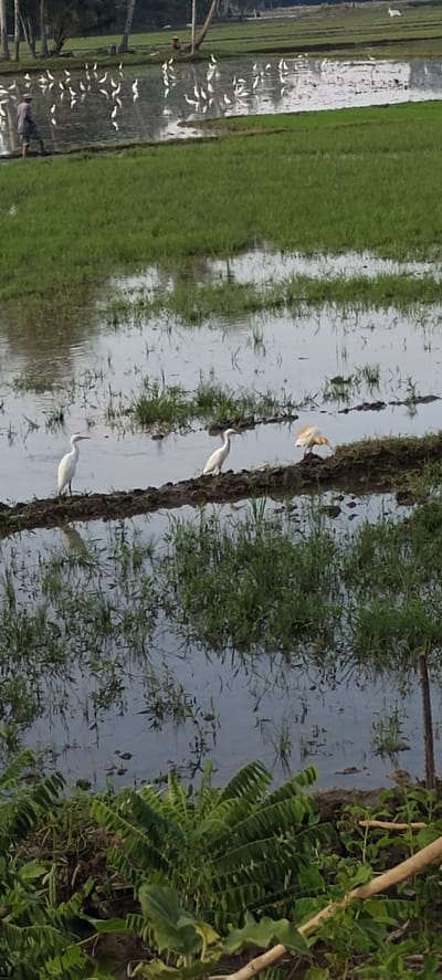 The image captures a paddy field in Blangmajron, Indonesia, during what appears to be planting or harvesting season. Several egrets are scattered across the flooded field, some foraging in the shallow water, while others stand on the raised earthen banks between rice paddies. One person, dressed in a light-colored shirt and shorts, is visible walking in the distance, possibly a farmer attending to the field. Another person is seated in the background, near a cluster of palm trees. The environment is characterized by lush green rice paddies, reflective water, and a backdrop of trees, suggesting a rural setting. The lighting indicates it is daytime, though the sky is overcast, casting a soft, diffused light on the scene. The overall impression is one of agricultural activity and the coexistence of human labor and wildlife in a natural setting.