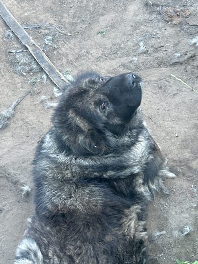 A large, fluffy dog with black and gray fur is lying on the ground, looking upwards. The dog's head is tilted back, and its mouth is slightly open. The ground appears to be dirt, with scattered clumps of gray fur. A wooden plank is visible in the upper left corner of the image. The scene is outdoors, with a hint of greenery in the background. The image appears to have been taken in Ignatovo, Russia.