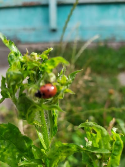 A close-up, shallow depth-of-field photograph captures a ladybug on a green, leafy plant. The ladybug, a small, reddish-orange insect with black spots, is positioned on the upper part of a leaf. The plant's leaves are crinkled and somewhat discolored, suggesting a potential issue. The background is softly blurred, showing hints of a light blue structure, green foliage, and possibly a fence or wall. The overall impression is an outdoor scene, likely in a garden or natural setting within the city of Turka, Ukraine. No people are visible in the frame.