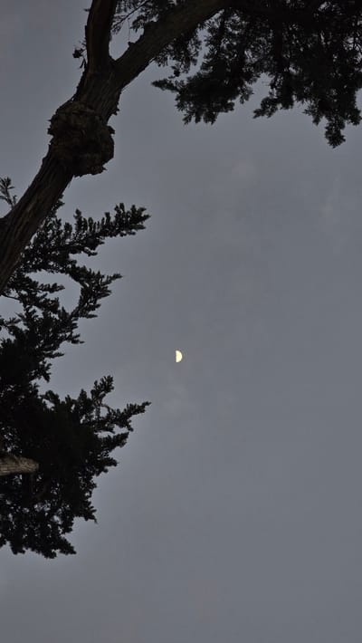 The image is a low-angle shot of a tree against a cloudy sky with a crescent moon visible. The tree's dark silhouette dominates the left side of the frame, with a thick, gnarled trunk and branches extending upwards and to the right. The sky is a uniform shade of gray, suggesting an overcast day or dusk. The moon, a bright sliver, is positioned in the center-right of the image. The image was taken in Encinitas, California, United States of America.
