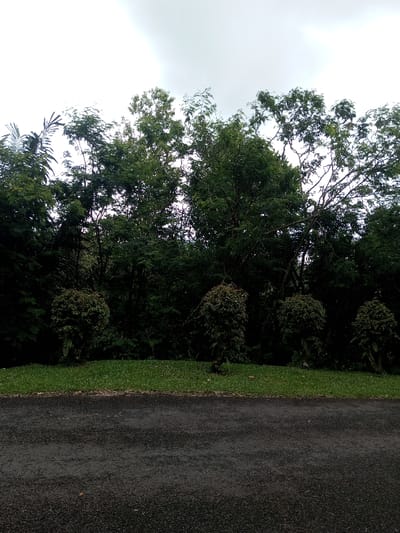 A landscape features a wet asphalt road in the foreground. Beyond the road, a narrow strip of green grass meets a dense line of trees and shrubs. Four distinct, trimmed shrubs stand out along the grassy edge. The background is dominated by a thick wall of trees, their foliage creating a dark and layered canopy. Above the trees, a cloudy sky fills the upper portion of the frame.
