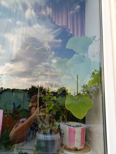 This is a reflection in a window, showing a person holding a smartphone and taking a picture. The reflection also shows a cloudy sky with power lines and trees, indicating an outdoor scene. Inside the reflection, there are potted plants, including a cucumber plant with large leaves and a yellow flower. One of the pots appears to be a repurposed KFC bucket. The window frame is white and appears to be part of a residential building. The location is identified as Smilavicki sel'ski Savec, Belarus. The overall scene is a blend of the interior and exterior, captured through the reflective surface of the window.