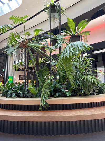 The image shows a large, elaborate indoor plant installation at the Leidschendam, Netherlands center. The installation features a variety of lush green plants, including large, lobed leaves from a Philodendron species and several smaller, delicate ferns. These plants are arranged around a central, dark metal structure that extends upwards. The base of the plant installation is a circular, multi-tiered seating area made of light-colored wood with dark vertical slats. In the background, the indoor environment is visible, with elements of retail spaces, including signage for "LUSH" and "SHOW," and architectural features like a sloped ceiling with lighting. The overall scene suggests a well-maintained, contemporary commercial or shopping center environment.