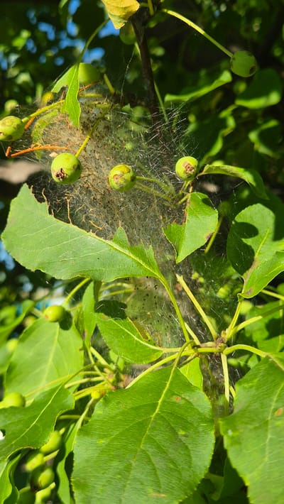 A close-up shot captures a branch of a tree, likely an apple or pear tree, laden with small, unripe green fruits. The branch is also covered in a visible web, indicative of a caterpillar infestation. Within the silken structure, numerous tiny black caterpillars are apparent, actively feeding on the leaves and young fruits. The leaves themselves show signs of damage, with chewed edges and holes. Sunlight filters through the foliage, casting shadows and highlighting the intricate details of the webbing and the insects. The background consists of a blur of green leaves and a hint of blue sky, suggesting an outdoor environment. This scene was observed in the village of Bulatovo, Russia.