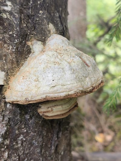 A close-up, eye-level shot shows a large, light-colored shelf fungus growing horizontally from the rough, dark bark of a tree. The fungus is wider than it is tall, with a rounded, convex upper surface and layered, striated undersides. A small brown twig rests on the top surface of the fungus. The background is softly blurred, with green foliage and a hint of brown in the distance, suggesting an outdoor, natural environment. The tree bark is textured with deep fissures and appears damp in places. There are no people or actions depicted. The image is taken in the city of Skurygino, Russia.