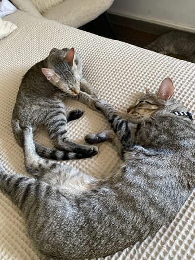 In Mas De Moregons, Spain, two tabby cats are resting on a textured beige surface. The cat on the left is curled up, grooming its paw, while the cat on the right is lying on its side with its eyes closed. Their tails are intertwined, and they appear to be sleeping or napping together. The background is blurred, suggesting an indoor setting with furniture.