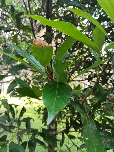 The image presents a close-up, natural shot of green foliage from a tree or shrub in Leuro, Timor-Leste. The scene is dominated by vibrant green leaves of varying shapes and sizes, appearing to be sunlit, suggesting daytime.
In the foreground, several broad, ovate to lanceolate green leaves are visible. A particularly noticeable leaf in the upper-left quadrant features a distinctive brown, dried tip, contrasting with its otherwise healthy green base. This browning could indicate natural aging, environmental stress, or minor damage. Another prominent, healthy green leaf with clear venation occupies the lower-central part of the frame. Some leaves exhibit small imperfections or holes, possibly from insects.
The background is softly blurred, showing additional green leaves and darker tree branches, creating a depth of field that emphasizes the foreground foliage. Hints of brighter green, possibly grass, are visible towards the bottom and left, suggesting an outdoor setting like a garden or natural open space. No people, animals, or artificial objects are present. The lighting appears natural and bright, highlighting the texture and color of the leaves. There is no visible text.