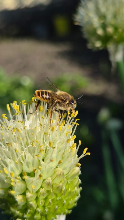 A close-up shot captures a bee on a white onion flower. The bee is positioned on the flower's petals and stamen, its fuzzy body and striped abdomen visible. The onion flower, with its delicate white petals and yellow stamen, is the central focus. The background is blurred, showing hints of green foliage and brown earth, suggesting an outdoor garden setting. The overall lighting is natural and bright, highlighting the textures and details of the bee and flower. The image does not contain any information about Bulatovo, Russia.