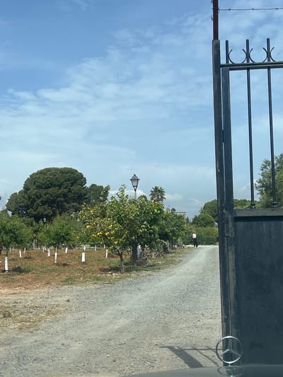 The image depicts an outdoor scene under a partly cloudy blue sky, captured from what appears to be inside a vehicle, looking out through a partially open gate. In the foreground, a robust black metal gate with decorative elements frames the right side of the view. A section of barbed wire runs along the far left edge.
A gravel road or path extends into the distance, curving slightly to the right. Along the left side of this path, an array of green trees is visible. Several fruit trees, laden with yellow fruits resembling lemons or oranges, stand out, with small white stakes placed near their bases, possibly marking new plantings or for support. Further back, denser foliage, larger trees, and a palm tree contribute to the lush landscape. A black street lamp with a traditional design is positioned amidst the trees on the left side.
In the mid-ground, a single person, dressed in a white shirt and dark trousers, is seen walking away along the gravel path. A reflective, circular object, possibly part of a Mercedes-Benz emblem, is visible on the far right of the image, close to the gate. The lighting suggests it is daytime. The scene evokes a tranquil, possibly semi-rural or estate entrance setting, consistent with the provided context of Vila-seca, Spain. No visible text is present in the image.