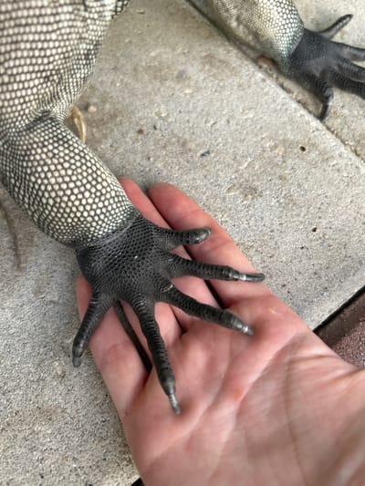 A person's hand is holding the foot of a reptile, possibly an iguana, in Cape Coral, Florida. The reptile's foot is black and scaly with five prominent toes, each ending in a claw. The reptile's leg, which is also visible, is covered in a pattern of small, hexagonal scales that are white and gray. The hand is pink and appears to be resting on a paved surface, likely a patio or walkway, which is made of light gray rectangular stones. The background shows more of this paved surface and a hint of darker brick or tile. The lighting suggests it is daytime.