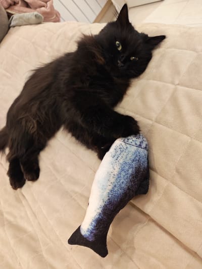 In Kalmykovo, Russia, a fluffy black cat with green eyes lies on a beige quilted surface, likely a sofa or bed. The cat is positioned with its body extended to the left, its head turned towards the viewer, and one paw resting on a plush toy shaped like a fish. The fish toy is patterned with blue and white scales. The background shows a wall with horizontal white panels and some folded pink and gray fabric. The lighting appears to be indoor, casting soft shadows.