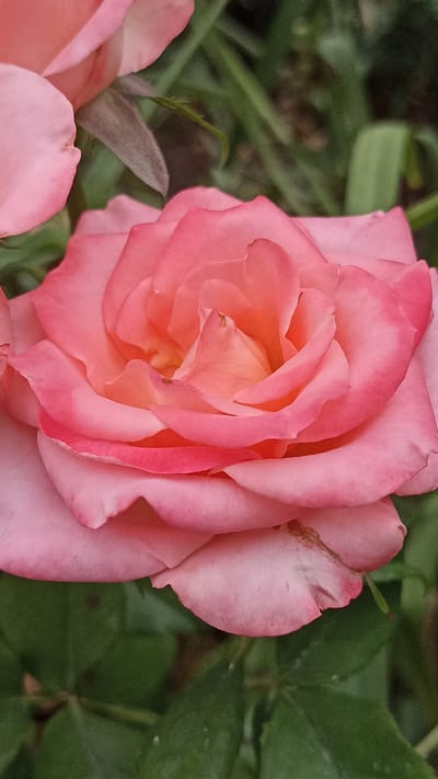 A close-up, vertical shot focuses on a light pink rose in bloom. The rose's petals are soft and curved, with the center appearing a deeper, warmer shade of pink or orange. The background consists of blurred green foliage, suggesting an outdoor setting. There is no visible indication of the city of Magala, Moldova.